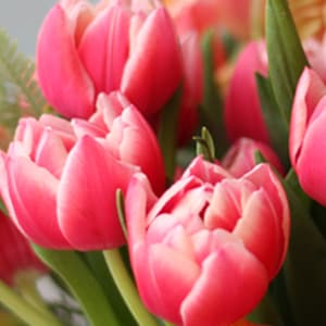 pink flowers
